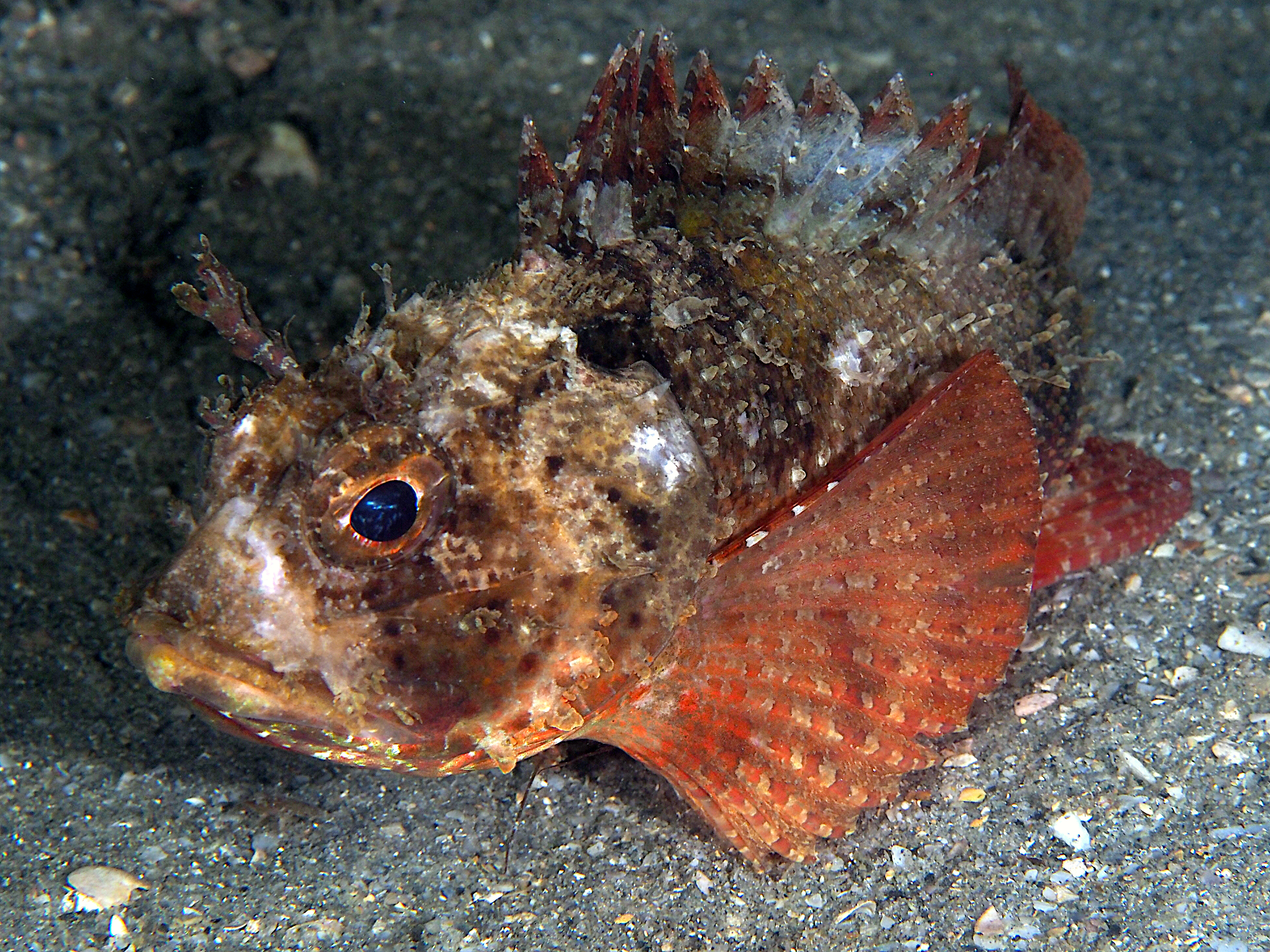 Plumed Scorpionfish